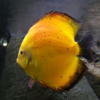 Warszawa, ZOO, Joanna