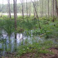 Puszcza Piska, Rezerwat Zakręt, Joanna