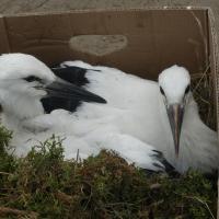 Park Dzikich Zwierząt w Kadzidłowie, Joanna