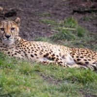 Zoo Opole