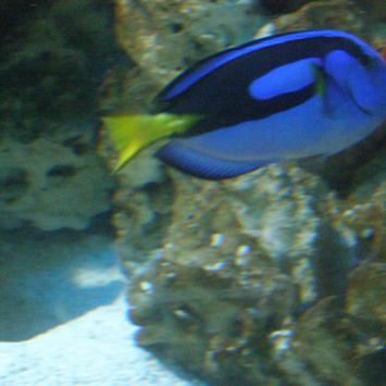 Gdynia, Oceanarium, Joanna