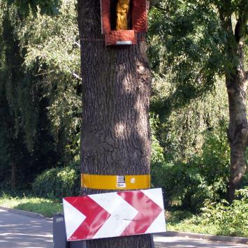 Zwierzyniec, dąb Krzysztof, Joanna