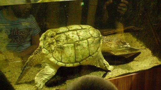 Gdynia, Oceanarium, Joanna