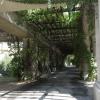 Pergola, allie