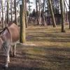 Mini Zoo w Parku Kuronia w Sosnowcu