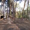 Mini Zoo w Parku Kuronia w Sosnowcu