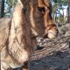 Mini Zoo w Parku Kuronia w Sosnowcu