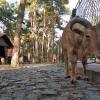 Mini Zoo w Parku Kuronia w Sosnowcu