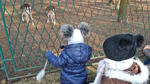 Mini Zoo w Parku Kuronia w Sosnowcu