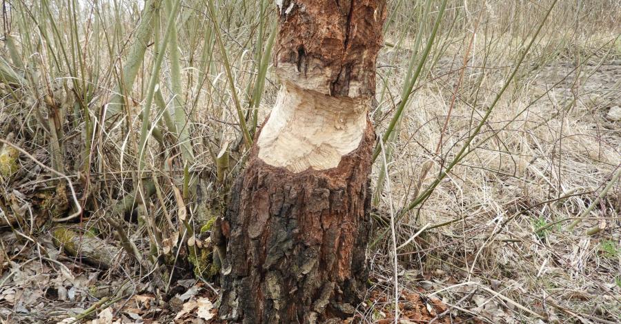 Tropem bobra nad Narwią - zdjęcie