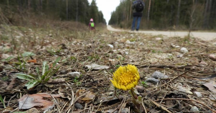 Puszcza Knyszyńska - spacer na odludziu - zdjęcie