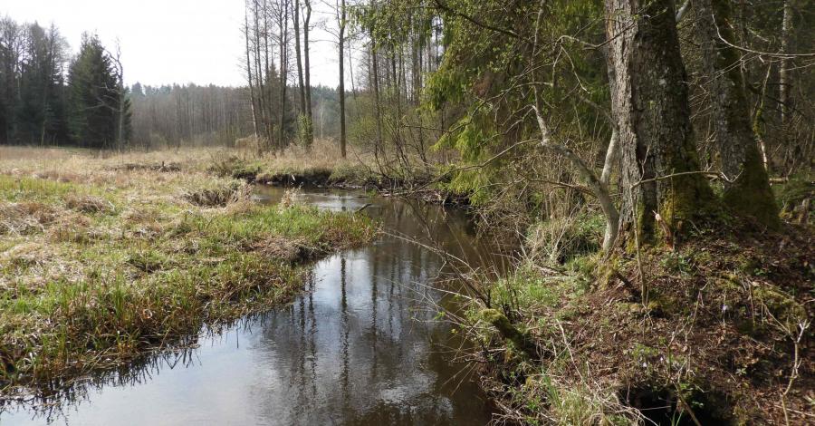 Puszcza Knyszyńska - spotkanie z przyrodą - zdjęcie