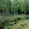 Poleski Park Narodowy - ścieżka przyrodniczo-historyczna Obóz Powstańczy, Magdalena