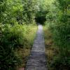 Poleski Park Narodowy - ścieżka przyrodniczo-historyczna Obóz Powstańczy, Magdalena