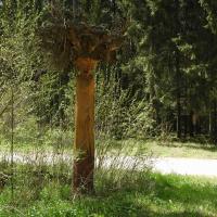 strażnik lasu?..., Joanna