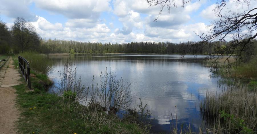 Topiło – w sercu Puszczy Białowieskiej - zdjęcie