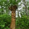 Dziewanna, Joanna