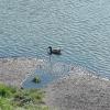 , mirosław