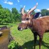 Park Przygód i Atrakcji w Wilkowicach