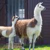 Park Przygód i Atrakcji w Wilkowicach