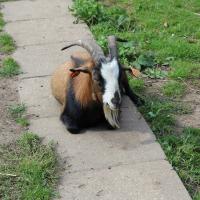 Mini zoo, Cichutka