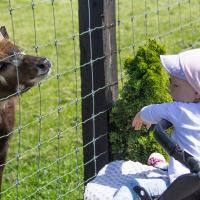Park Przygód i Atrakcji w Wilkowicach