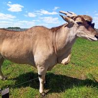 Park Przygód i Atrakcji w Wilkowicach