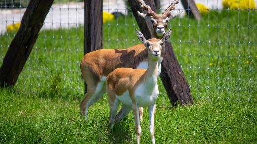 Park Przygód i Atrakcji w Wilkowicach