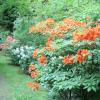 Ogród Botaniczny w Gołubiu, Cichutka