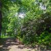 Rododendrony w Książańskim Parku Krajobrazowym