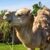 Zoo Safari Borysew