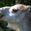 Zoo Safari Borysew