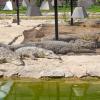 Zoo Safari Borysew
