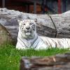 Zoo Safari Borysew