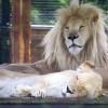Zoo Safari Borysew