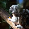 Zoo Safari Borysew