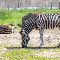 Zoo Safari Borysew