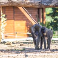 Zoo Safari Borysew