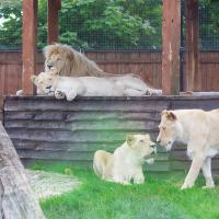 Zoo Safari Borysew