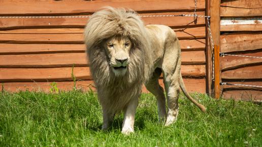 Zoo Safari Borysew