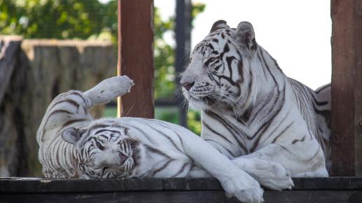 Zoo Safari Borysew