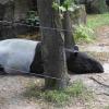 ZOO Płock - tapir, Joanna
