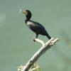 kormoran, Joanna