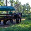 Fotosafari bryczką