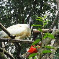 ZOO Płock - ibis, Joanna
