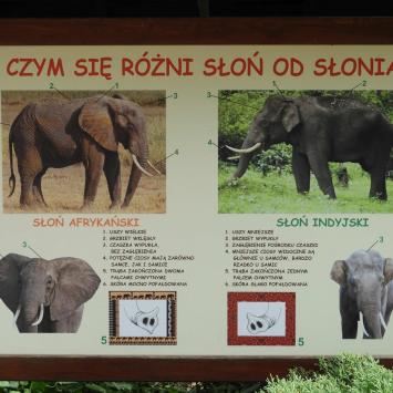 ZOO Płock, Joanna