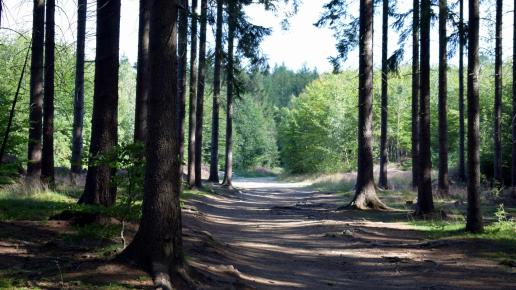 Droga do Zielonego Jeziorka, MaciejW