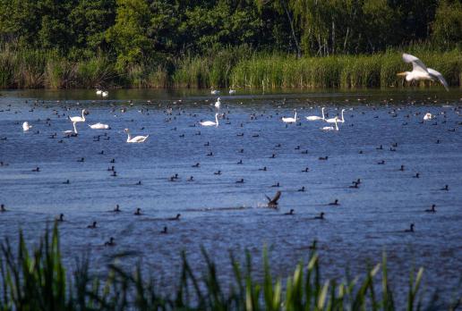 Fotosafari bryczką