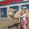 Alpakarnia Poczesna