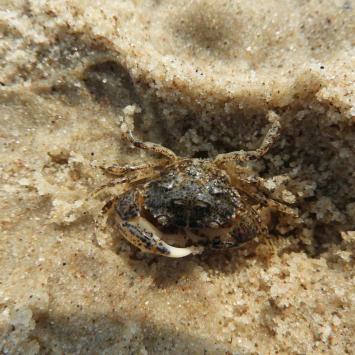krab, Joanna